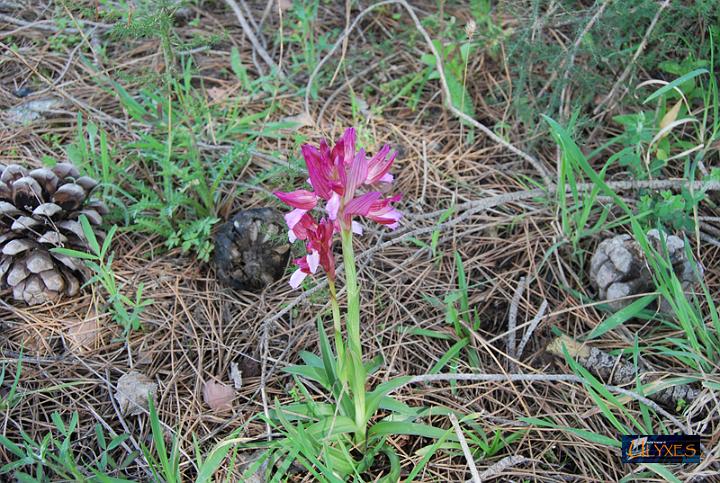 orchis papilionacea.JPG